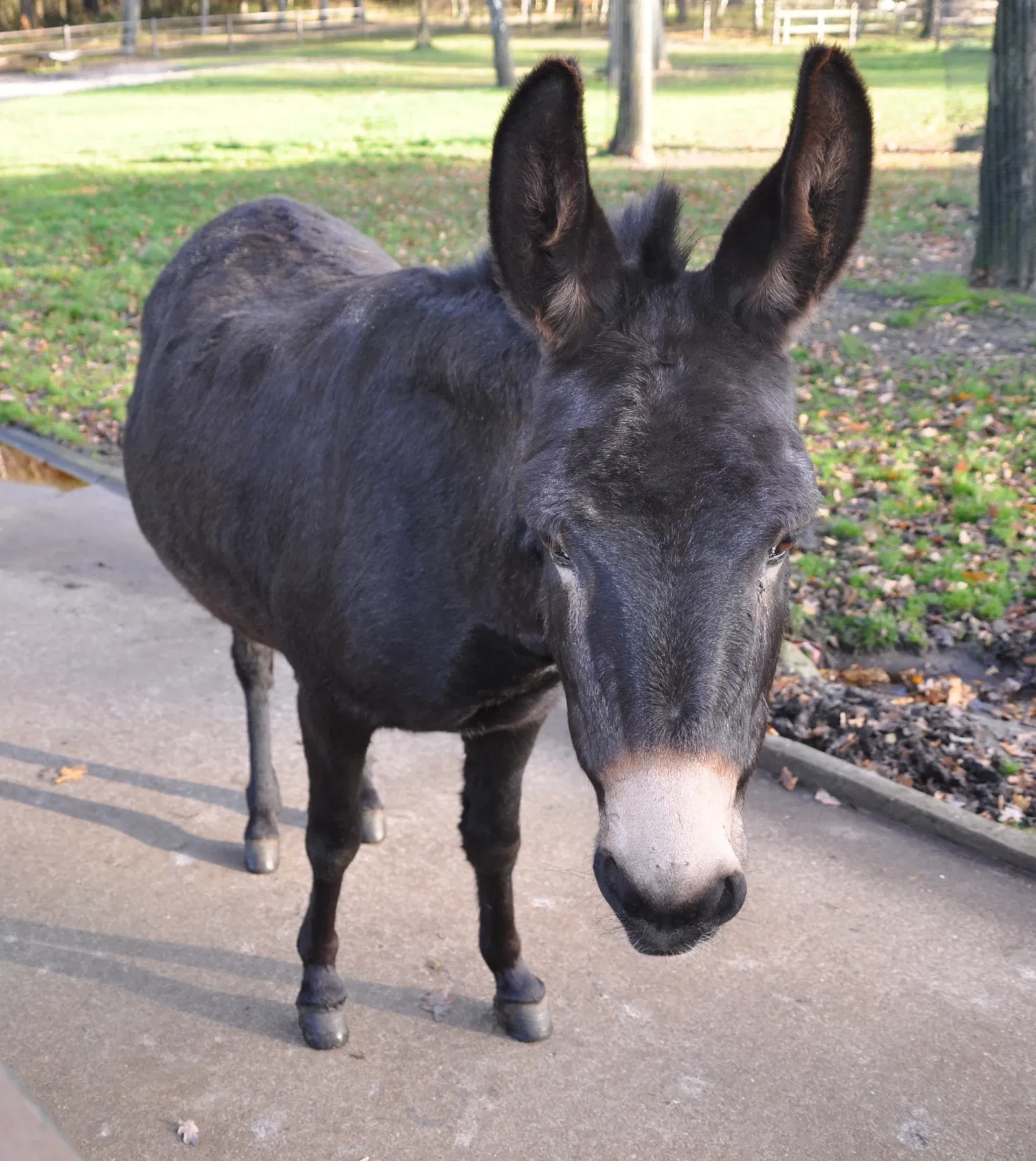 Parque de vida silvestre Brezal de Luneburgo