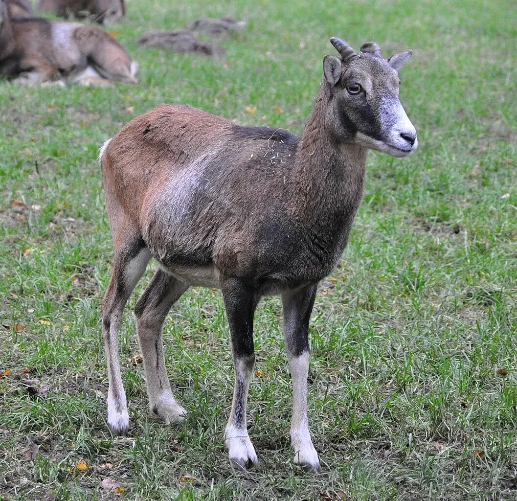 Parque de vida silvestre Brezal de Luneburgo
