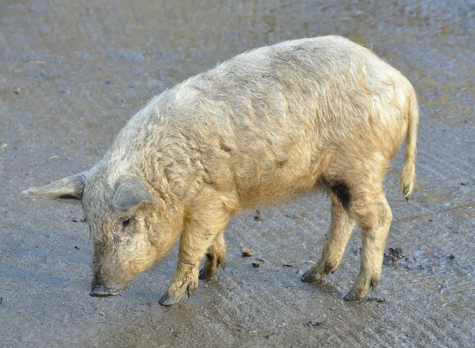 Wildpark Lüneburger Heide