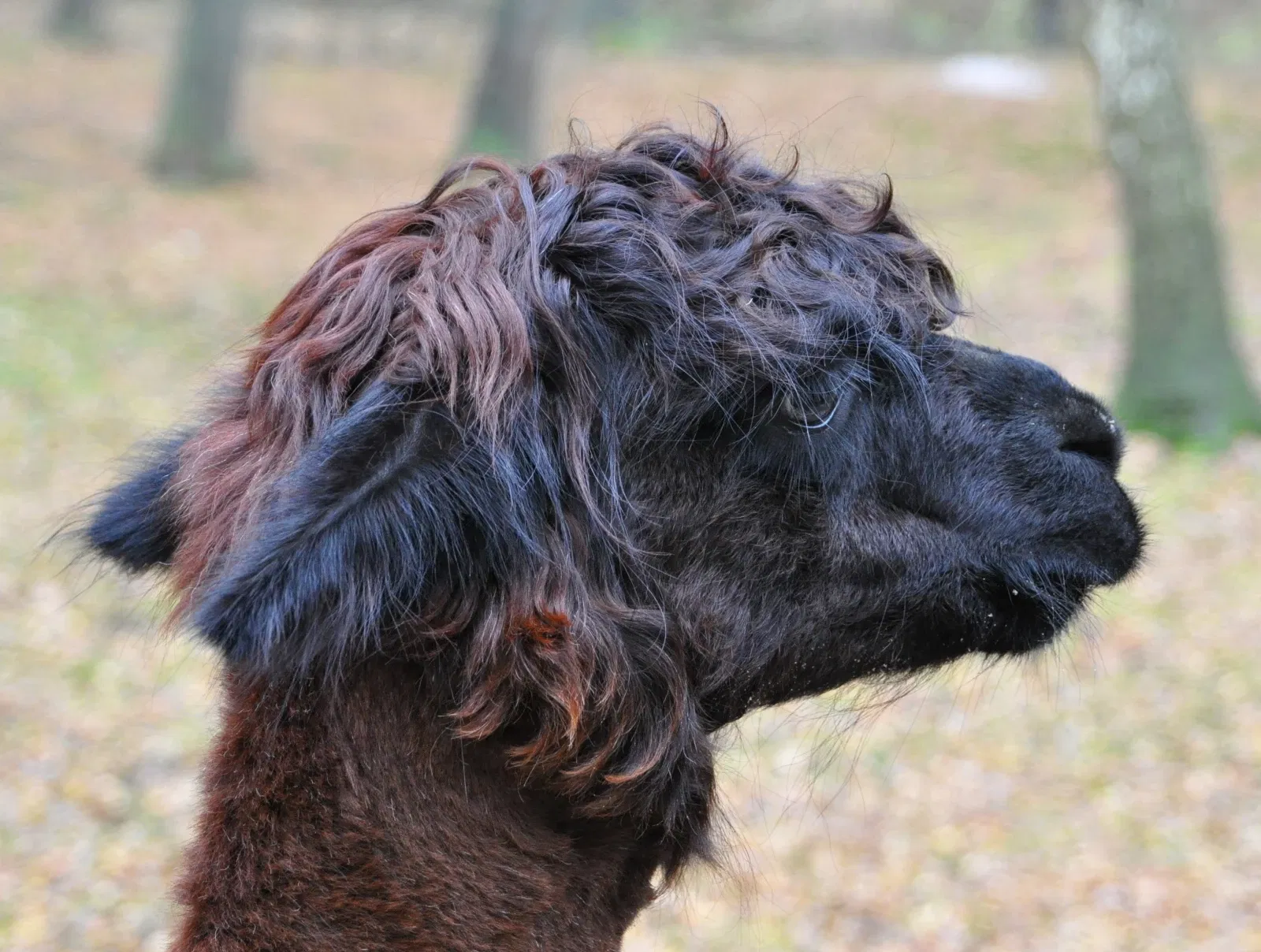 Wildpark Lüneburger Heide