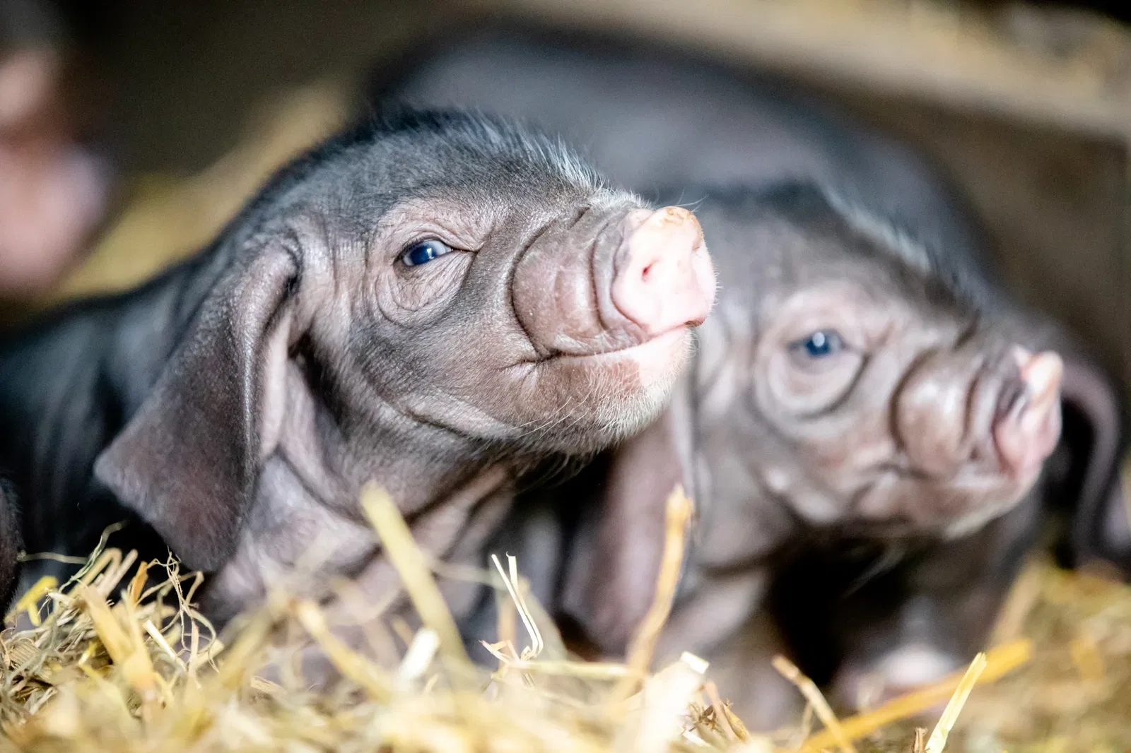 Wildpark Lüneburger Heide