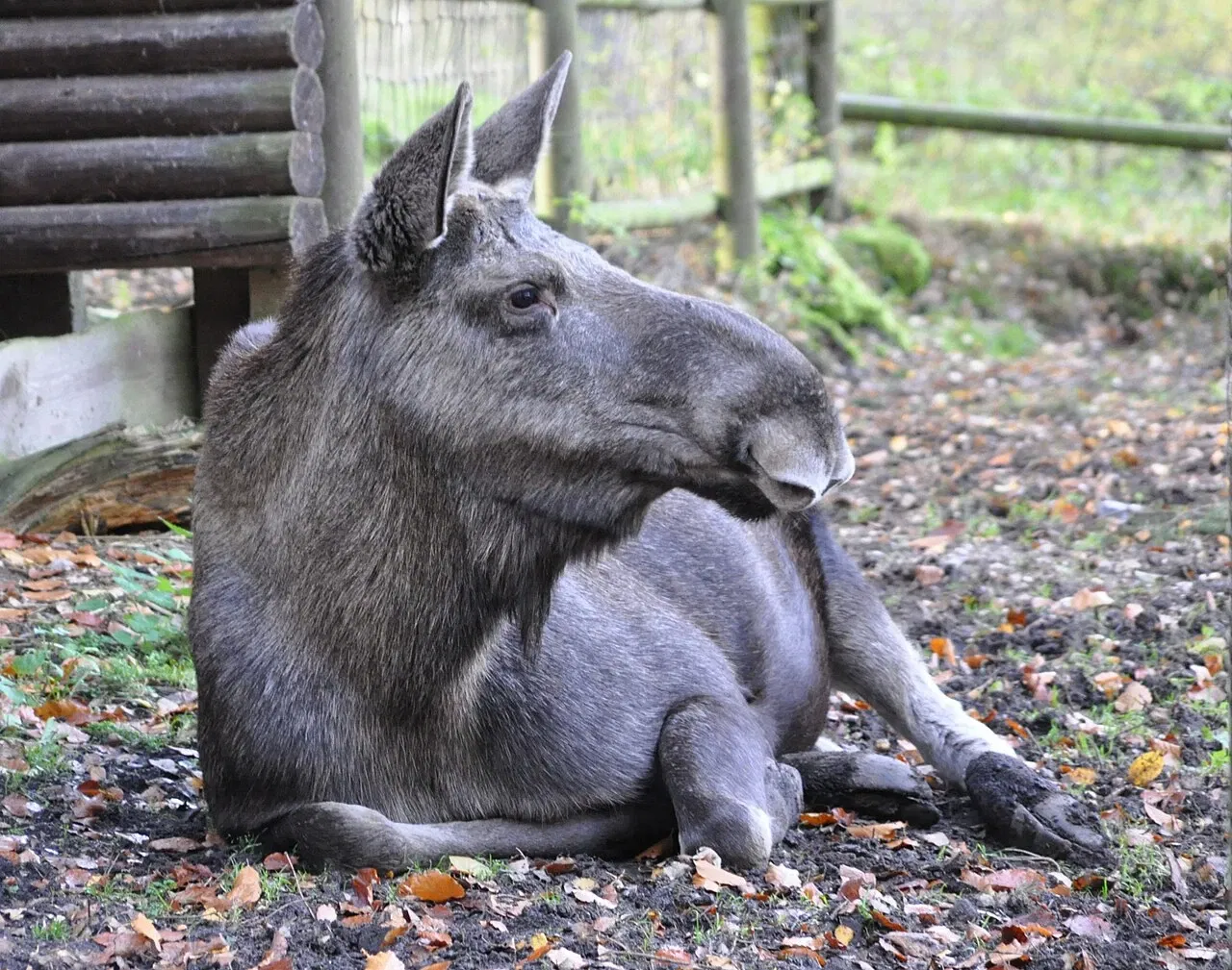 Lüneburg Heath Wildlife Park