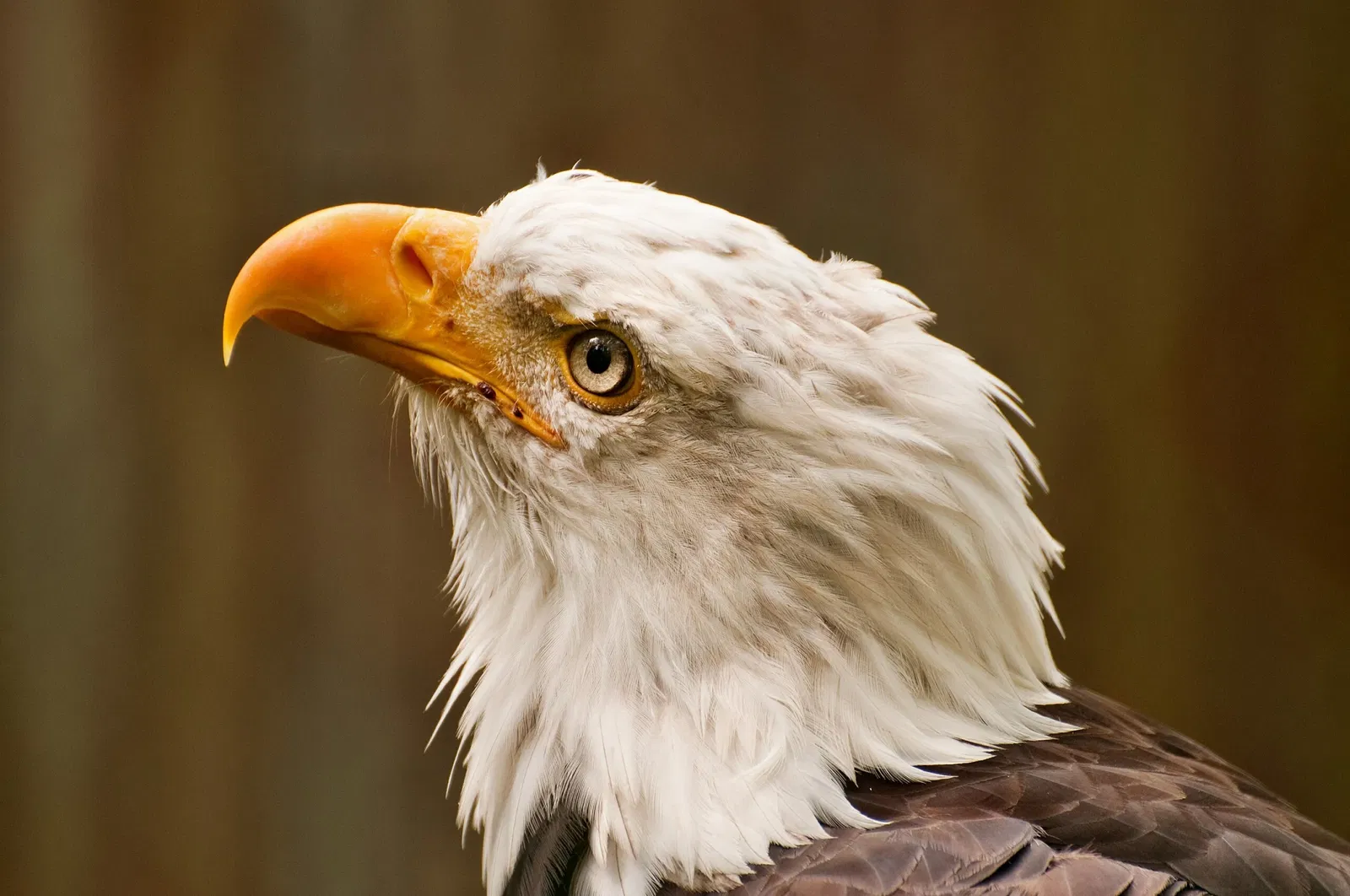Parc animalier de la lande de Lunebourg