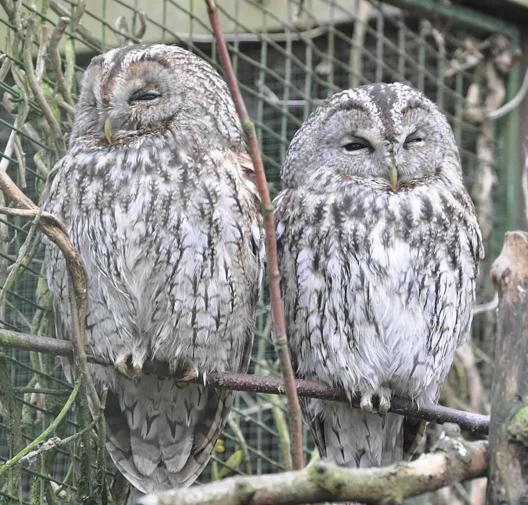 Parc animalier de la lande de Lunebourg