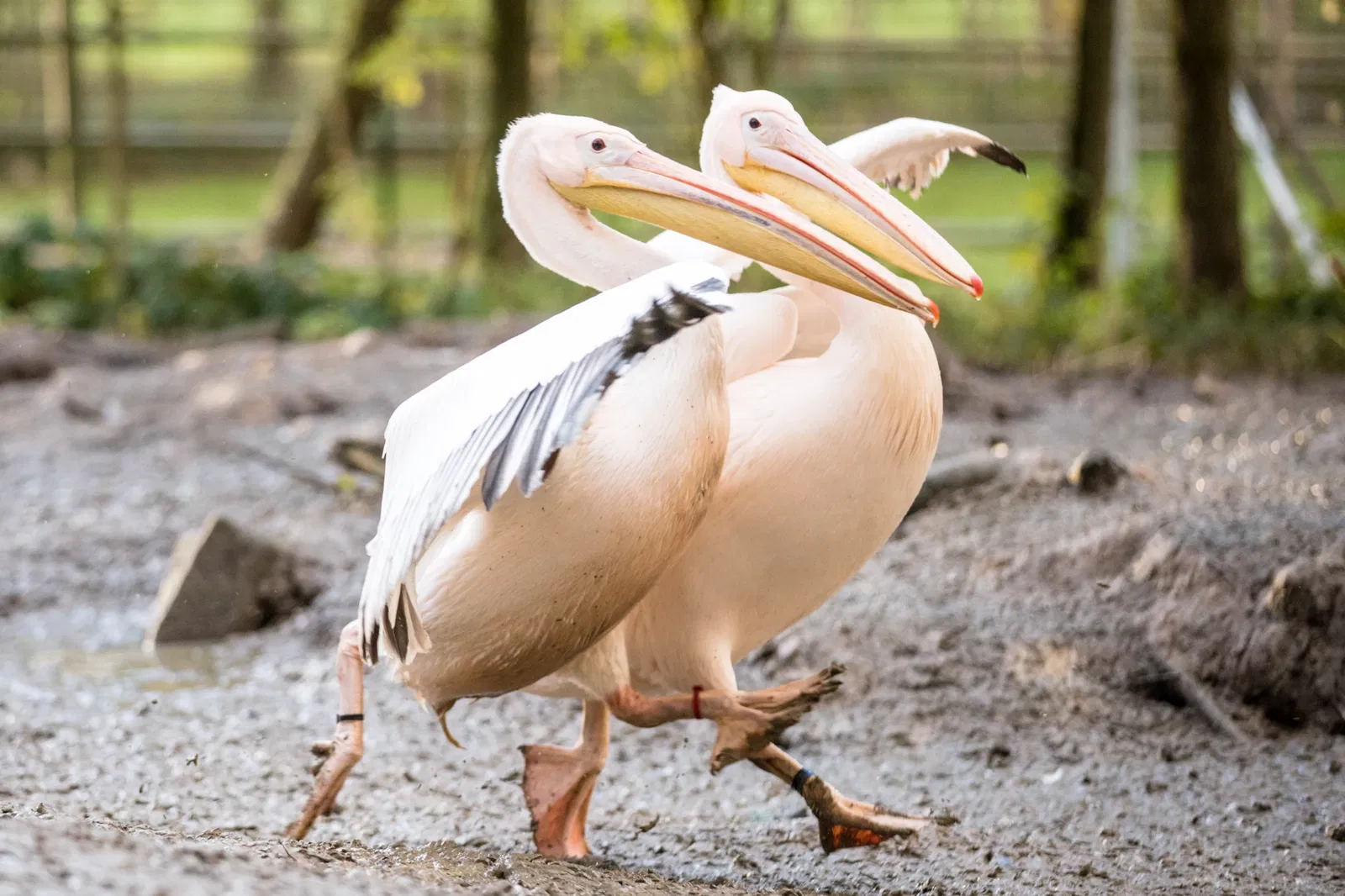 Parc animalier de la lande de Lunebourg