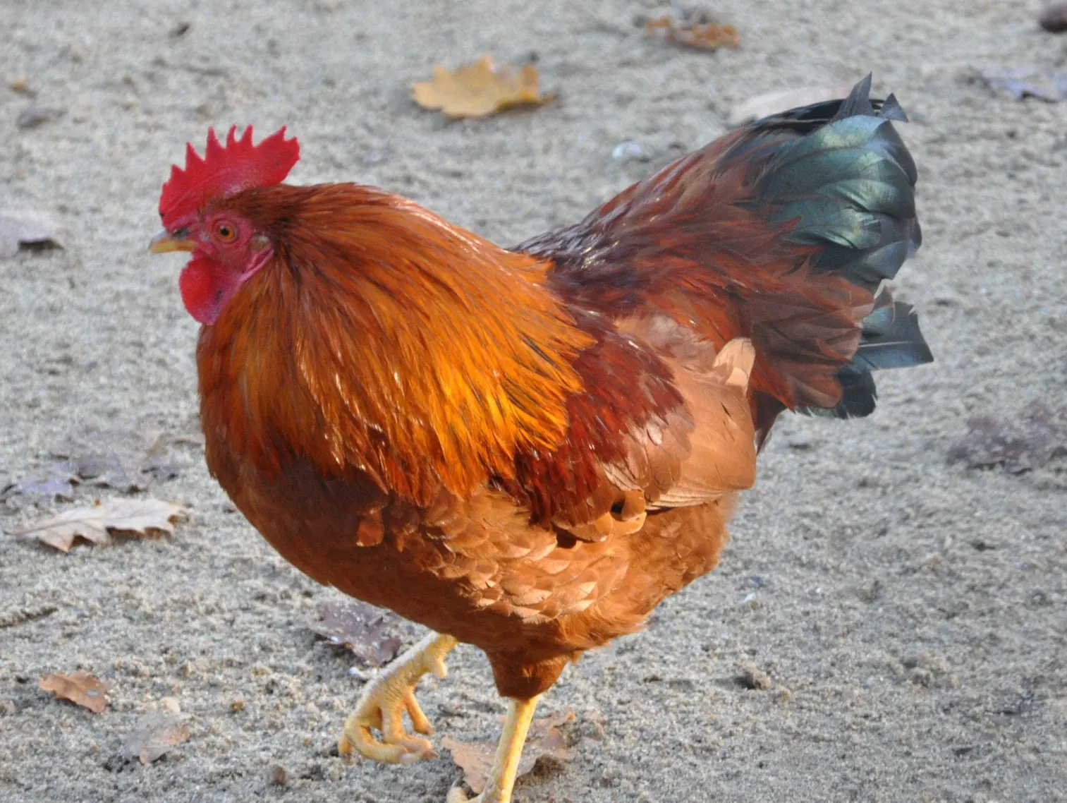 Parc animalier de la lande de Lunebourg