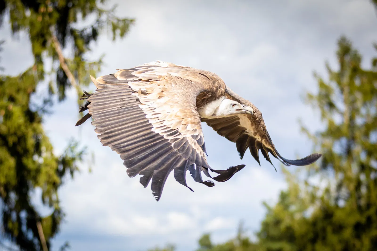Parc animalier de la lande de Lunebourg