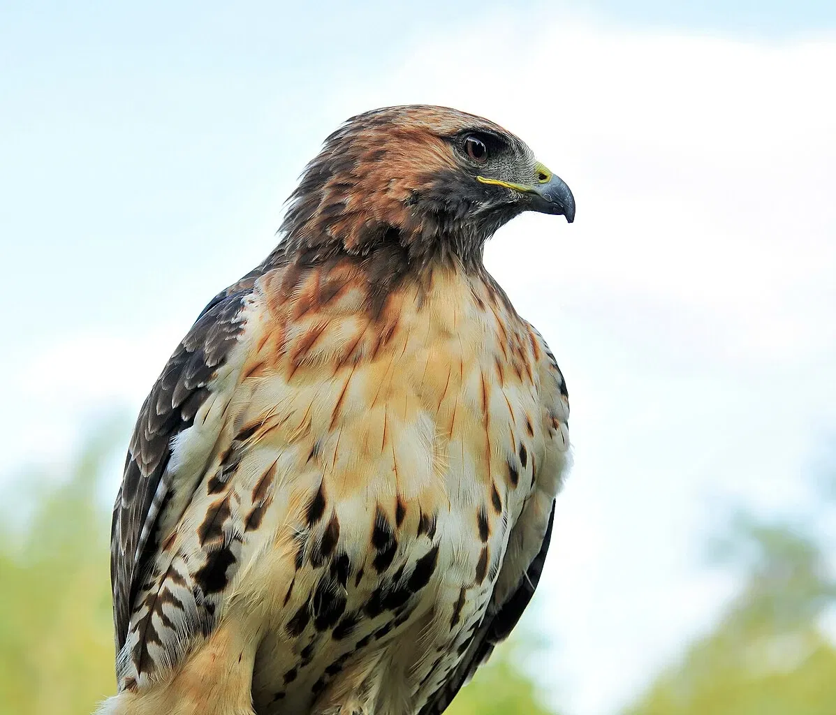 Parc animalier de la lande de Lunebourg