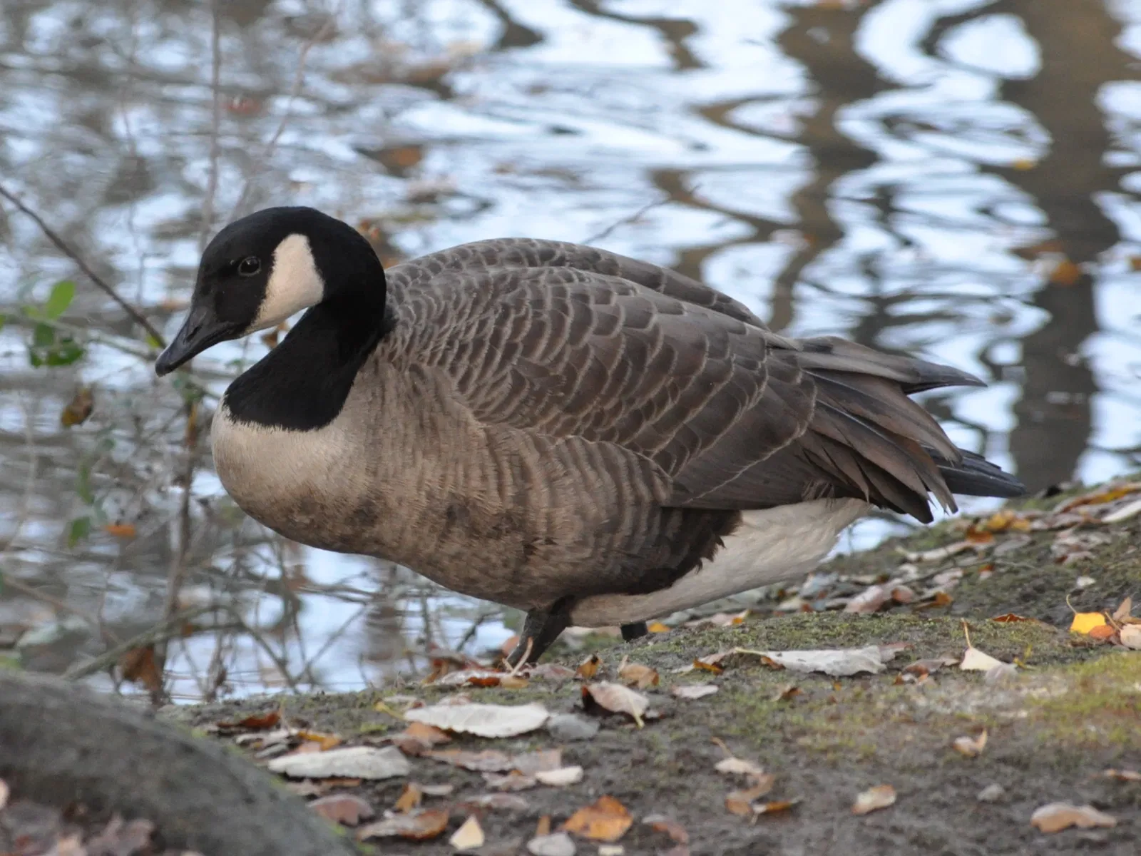 Lüneburg Heath Wildlife Park