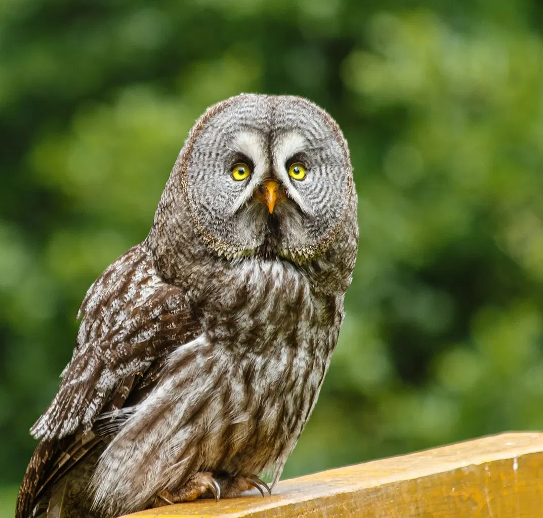 Lüneburg Heath Wildlife Park