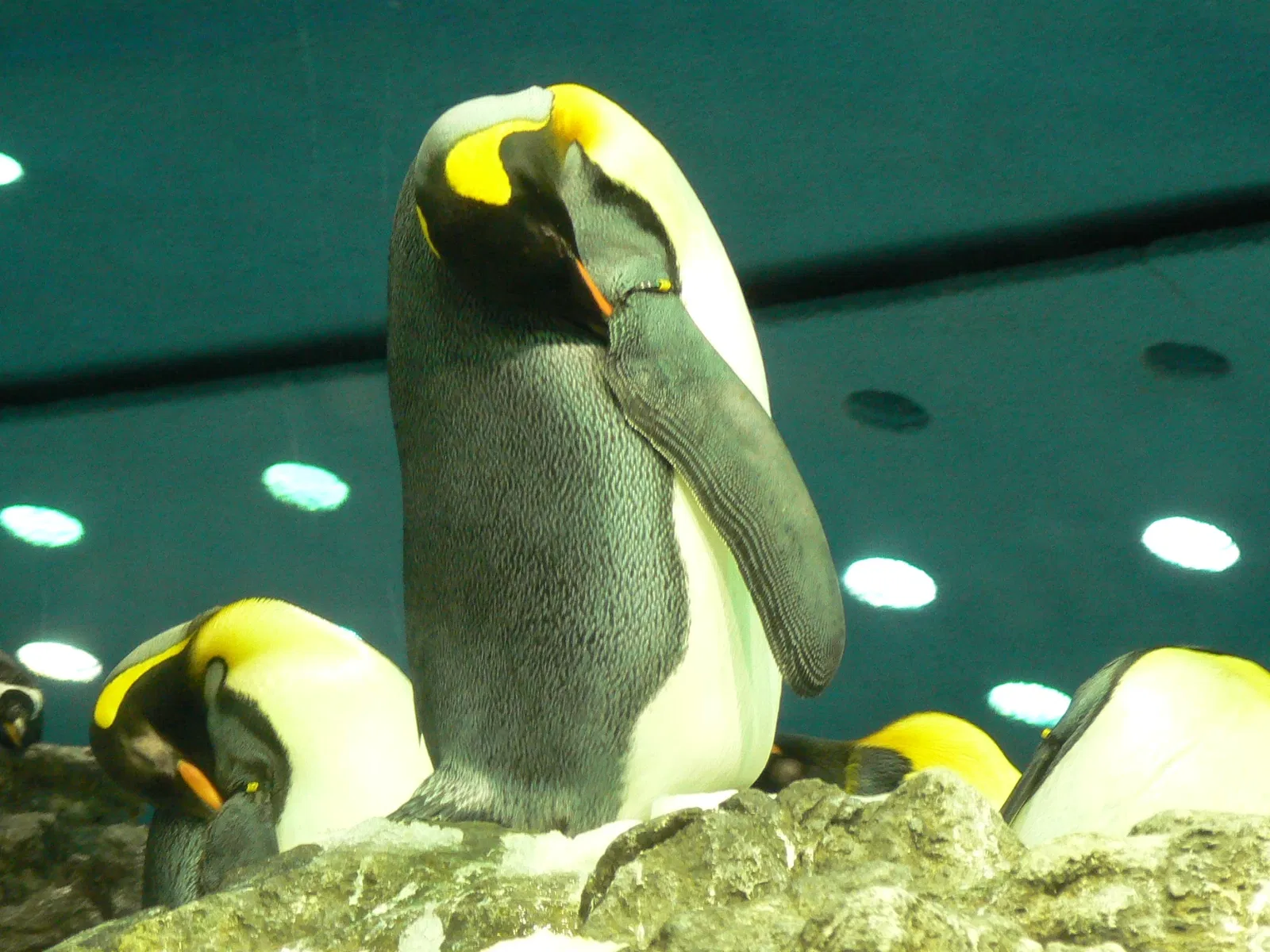 Loro Parque