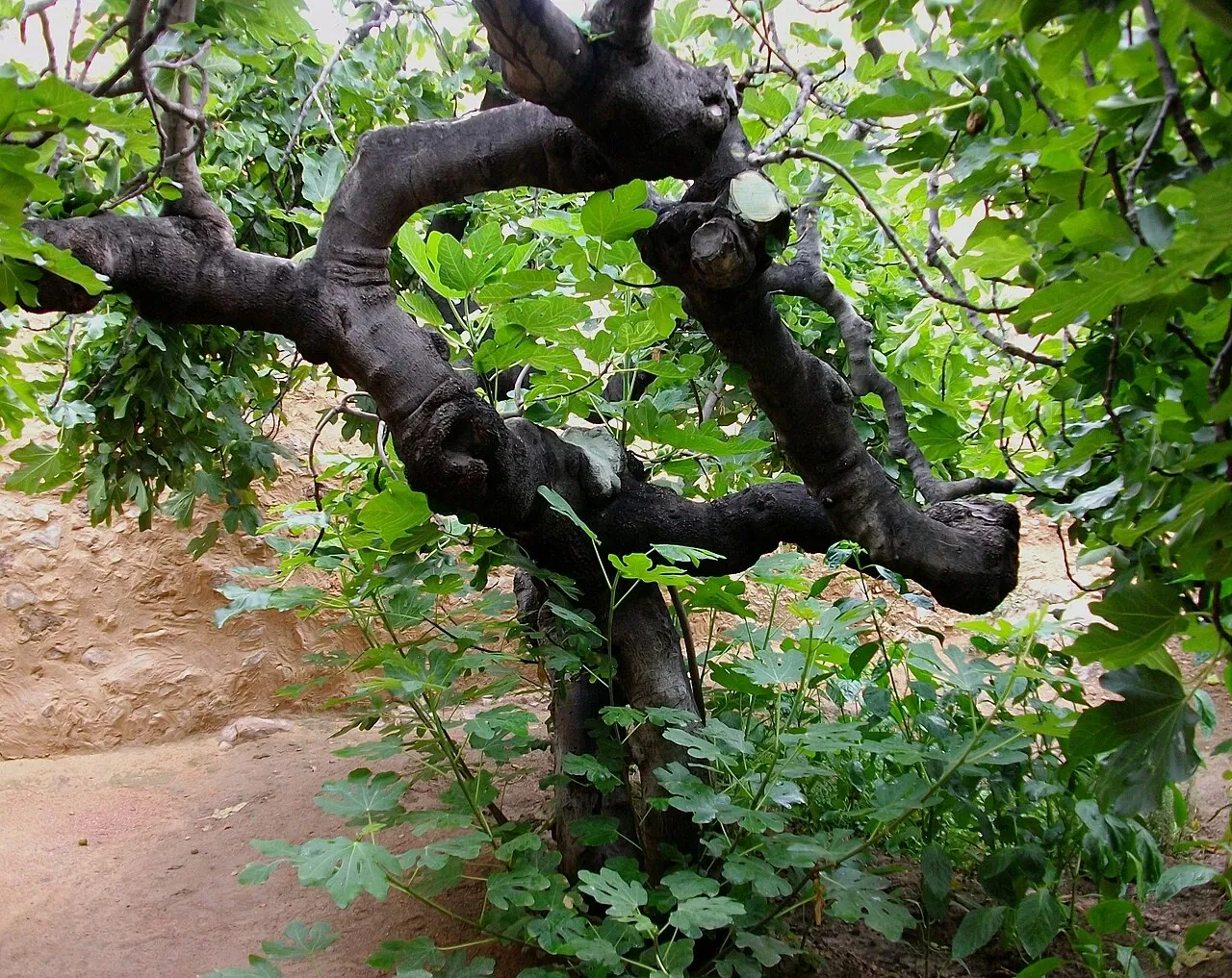 Casa Museo Miguel Hernández