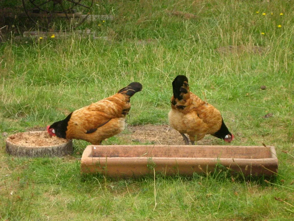 Freilichtmuseum Klockenhagen