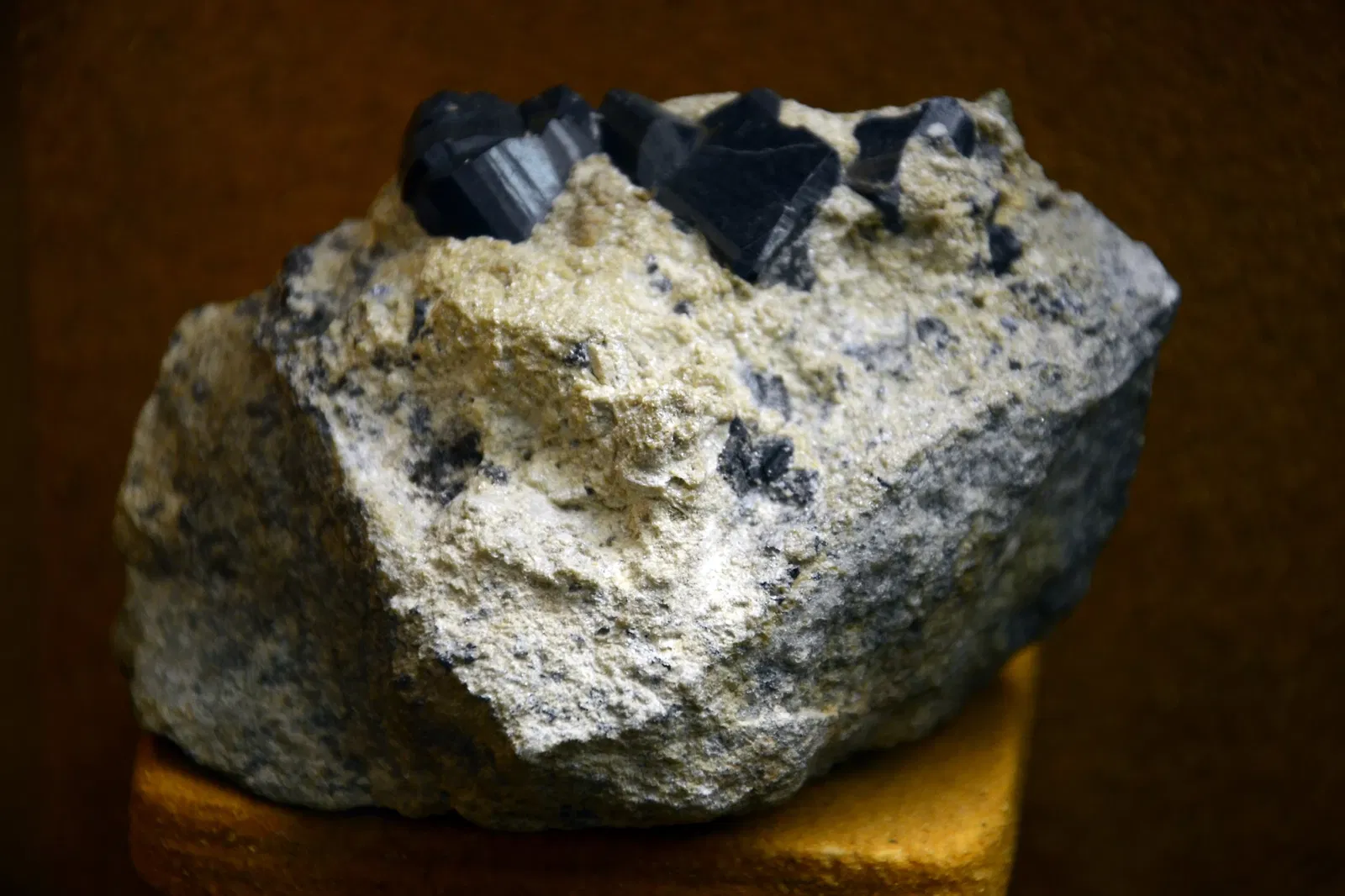 Pfalzmuseum für Naturkunde