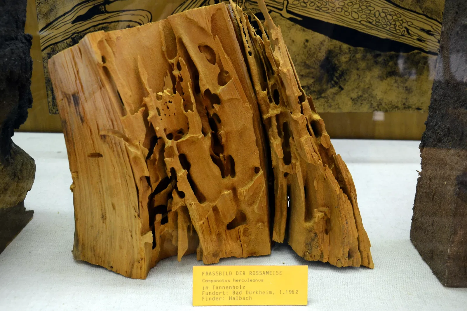 Palatinate Museum of Natural History