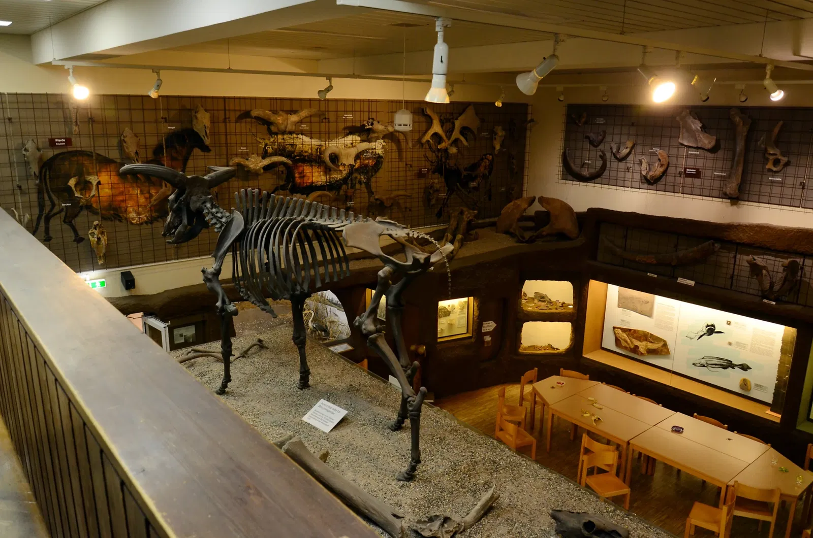 Palatinate Museum of Natural History