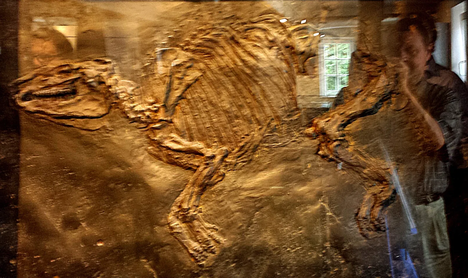 Fossilien- und Heimatmuseum Messel