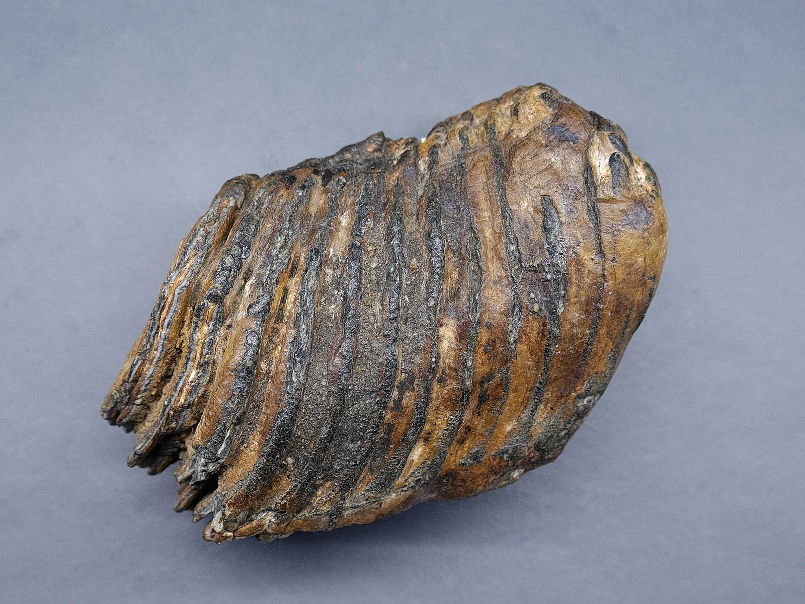 National Museum and Research Center of Altamira