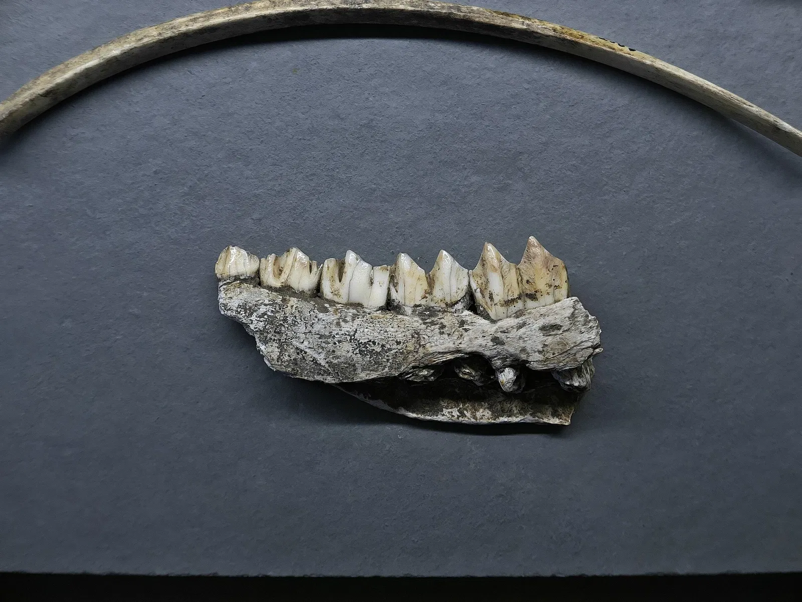 National Museum and Research Center of Altamira