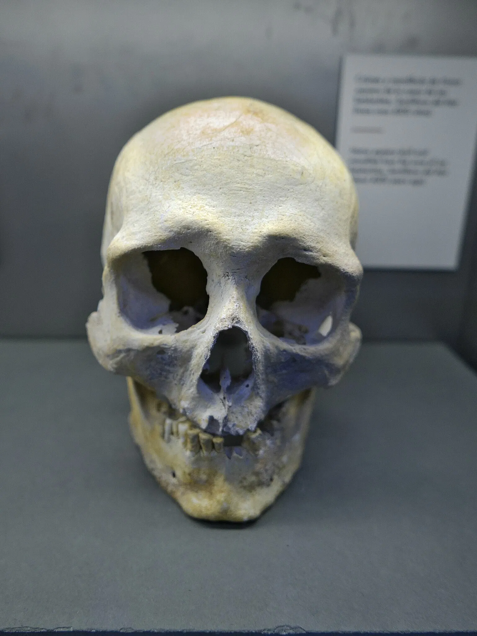 National Museum and Research Center of Altamira