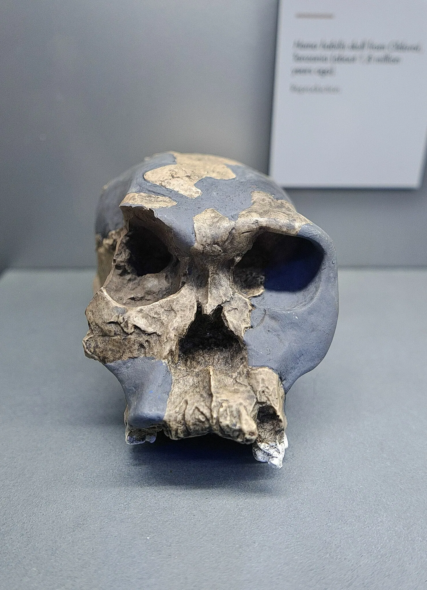 Museo Nacional y Centro de Investigación de Altamira