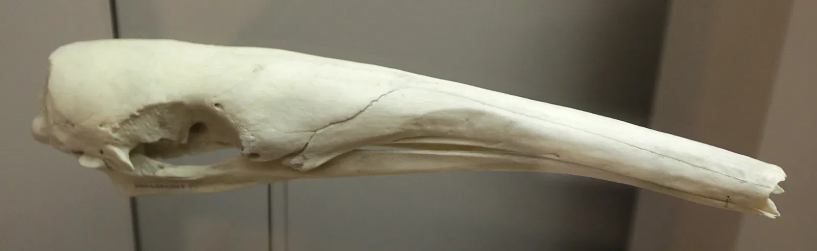 Naturkundemuseum Coburg