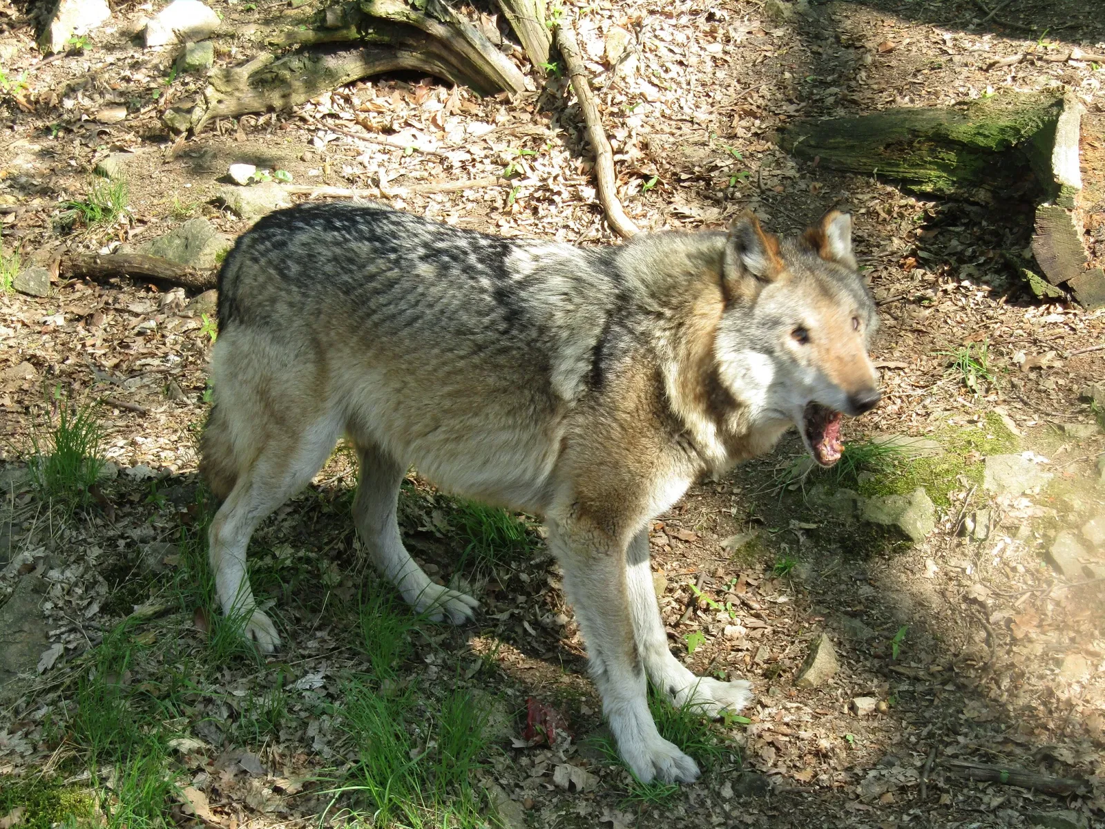 Wildgehege Moritzburg
