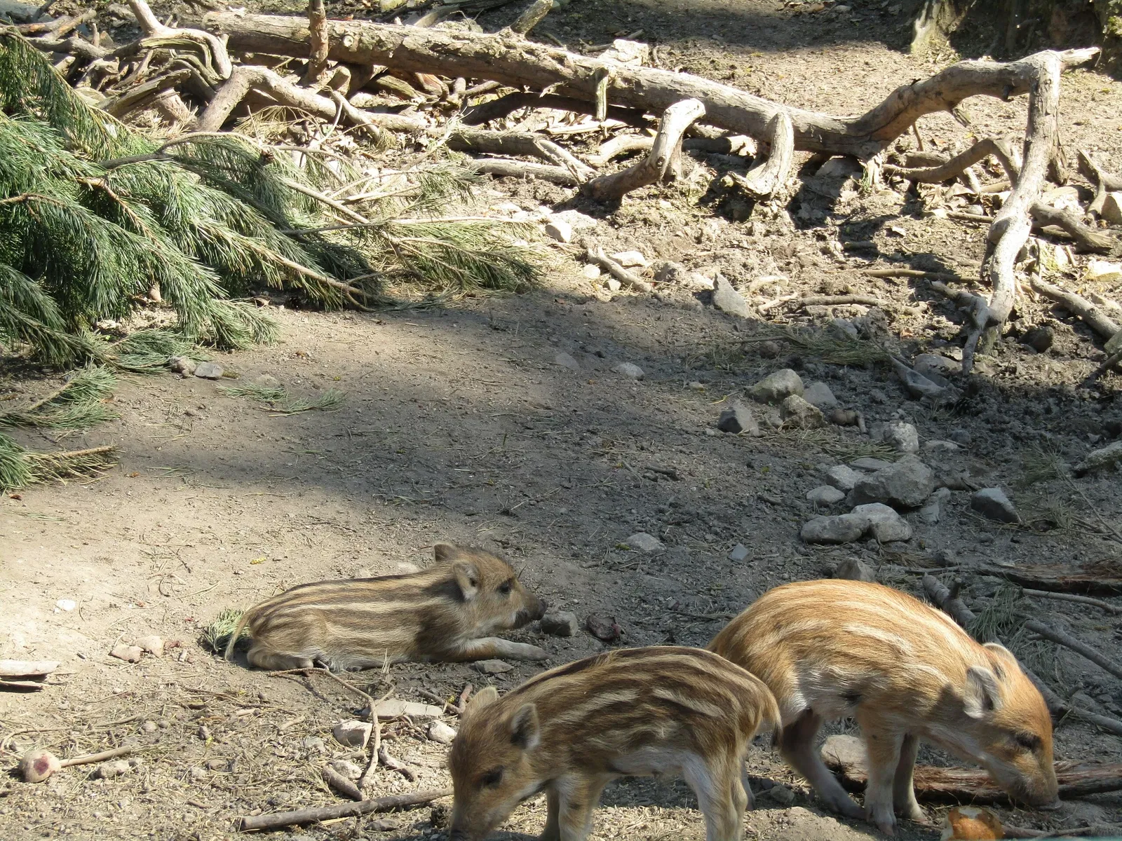 Wildgehege Moritzburg