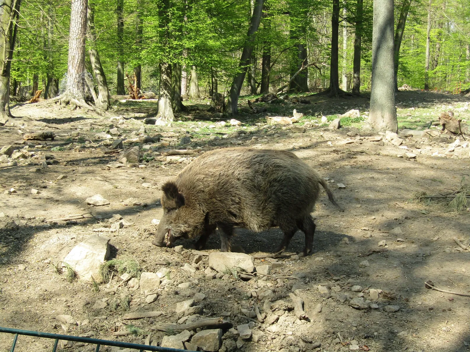 Wildgehege Moritzburg