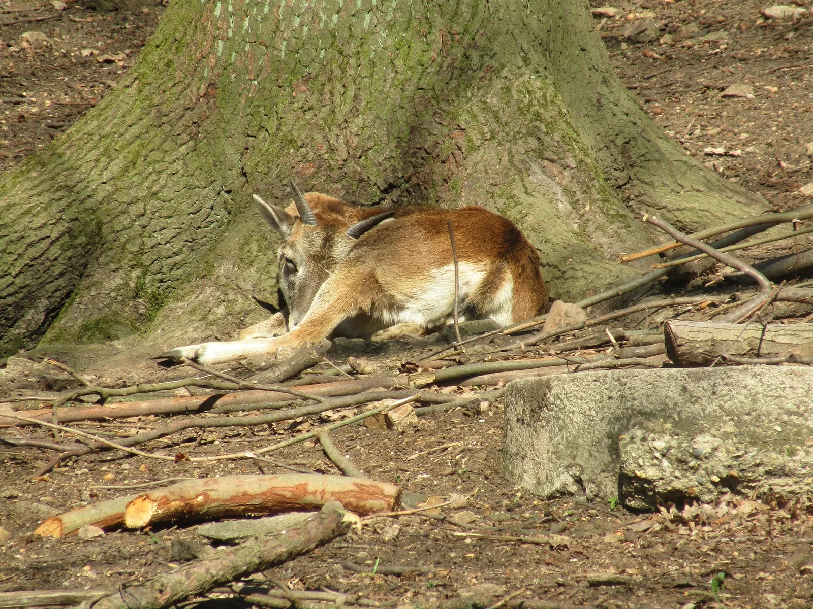 Wildgehege Moritzburg