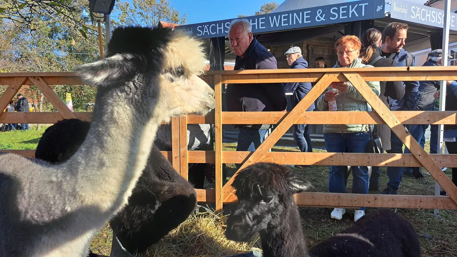 Käthe-Kollwitz-Haus