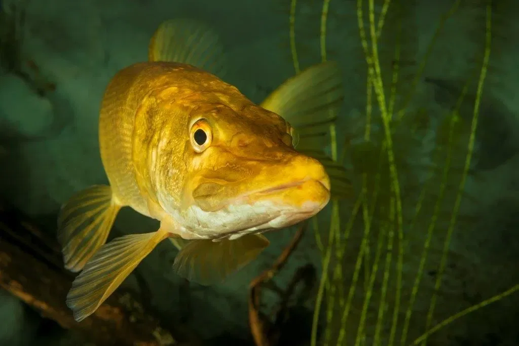 MÜRITZEUM - Das NaturErlebnisZentrum in Waren (Müritz)