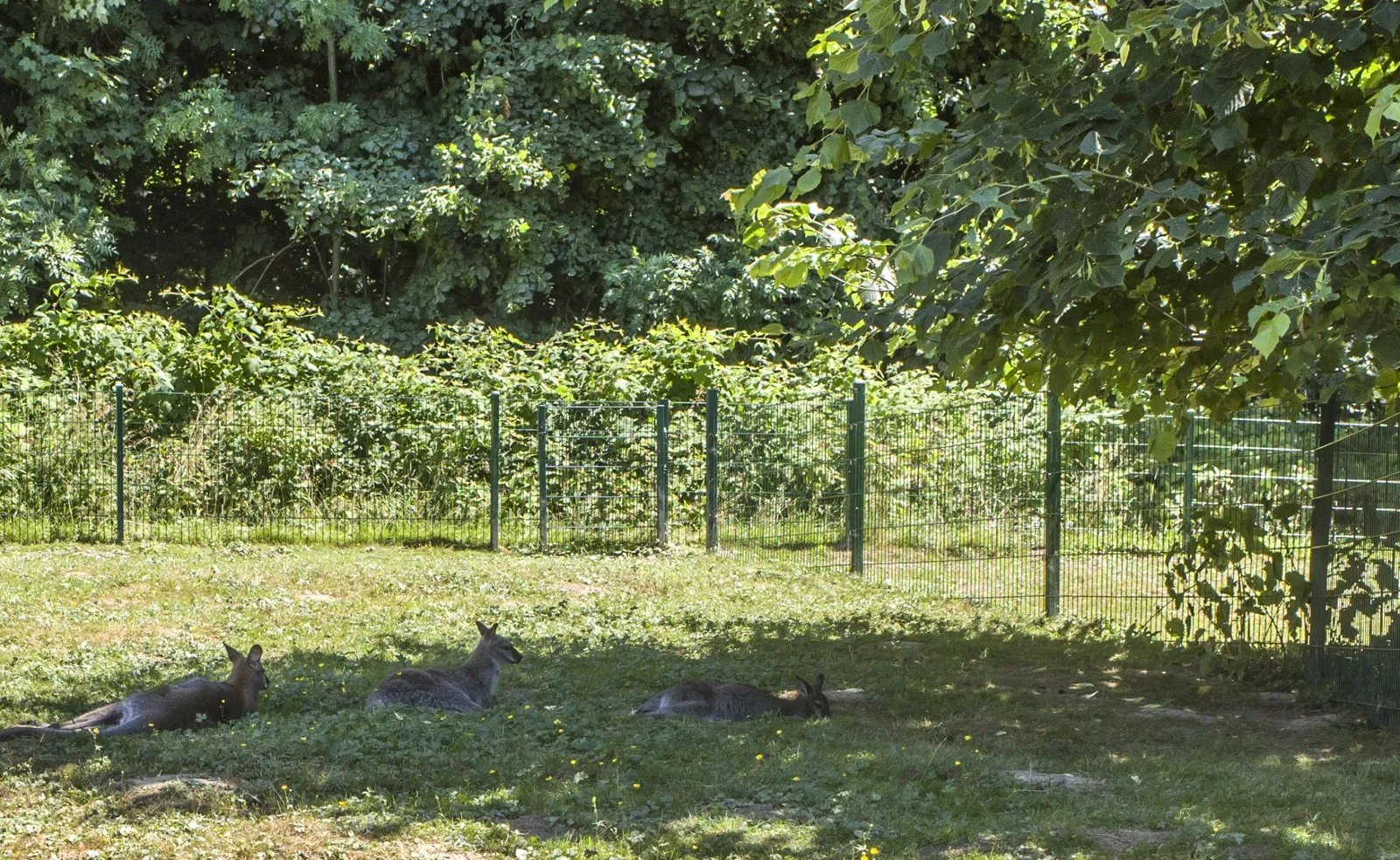 Tierpark Bad Liebenstein