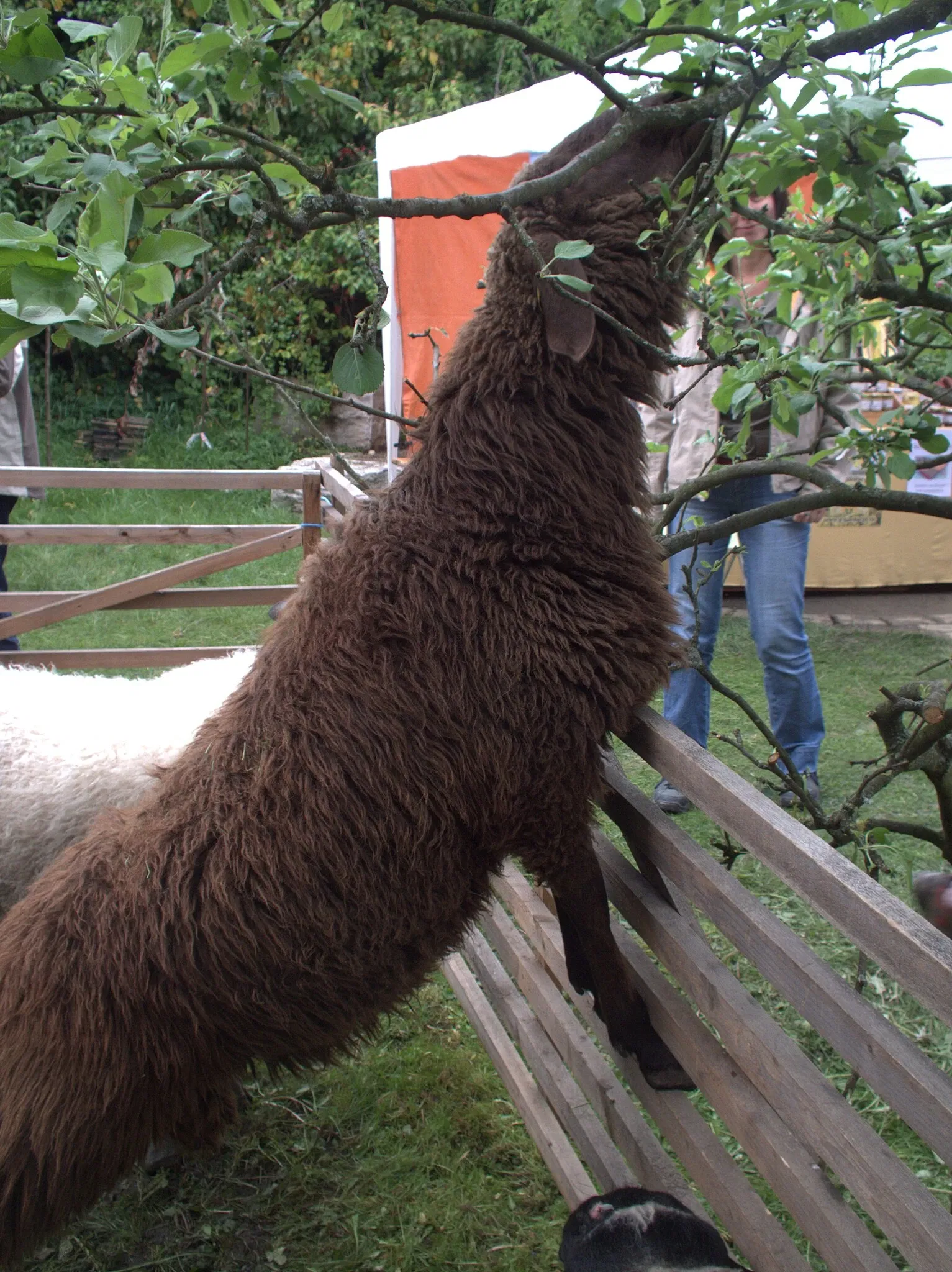 Deutsches Hirtenmuseum