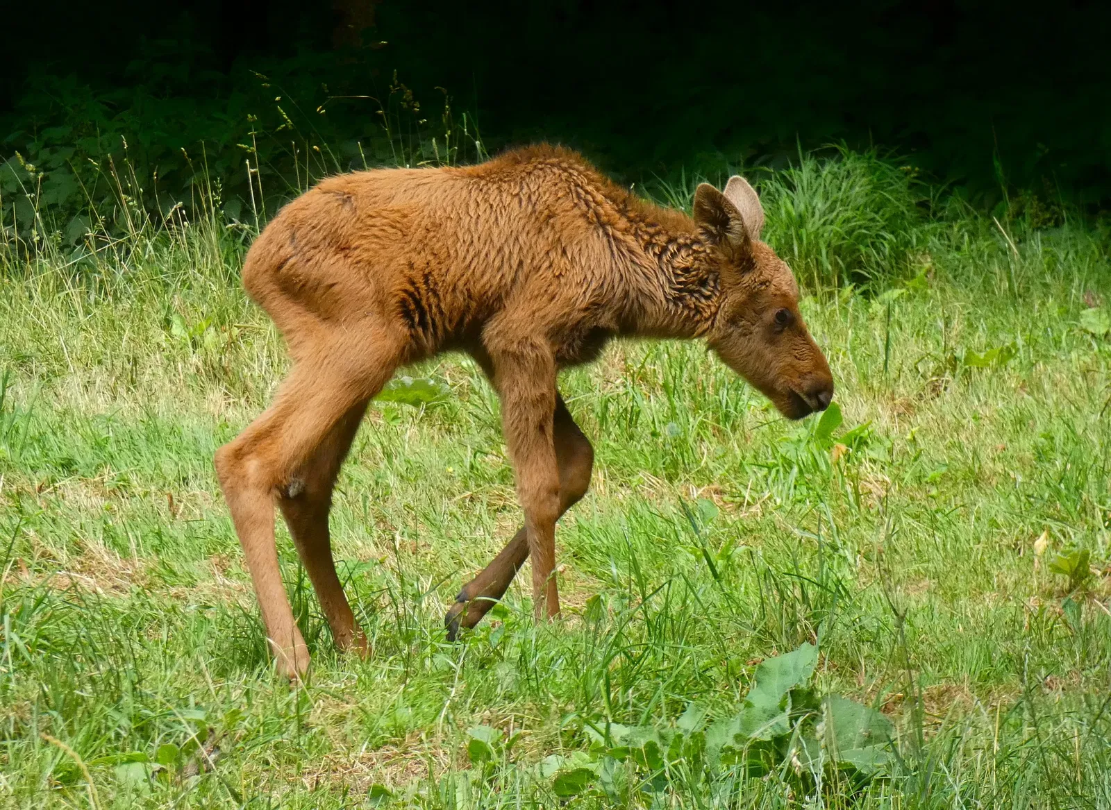 Springe Bison Reserve