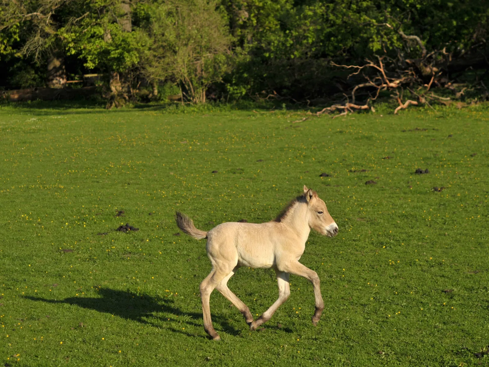 Springe Bison Reserve