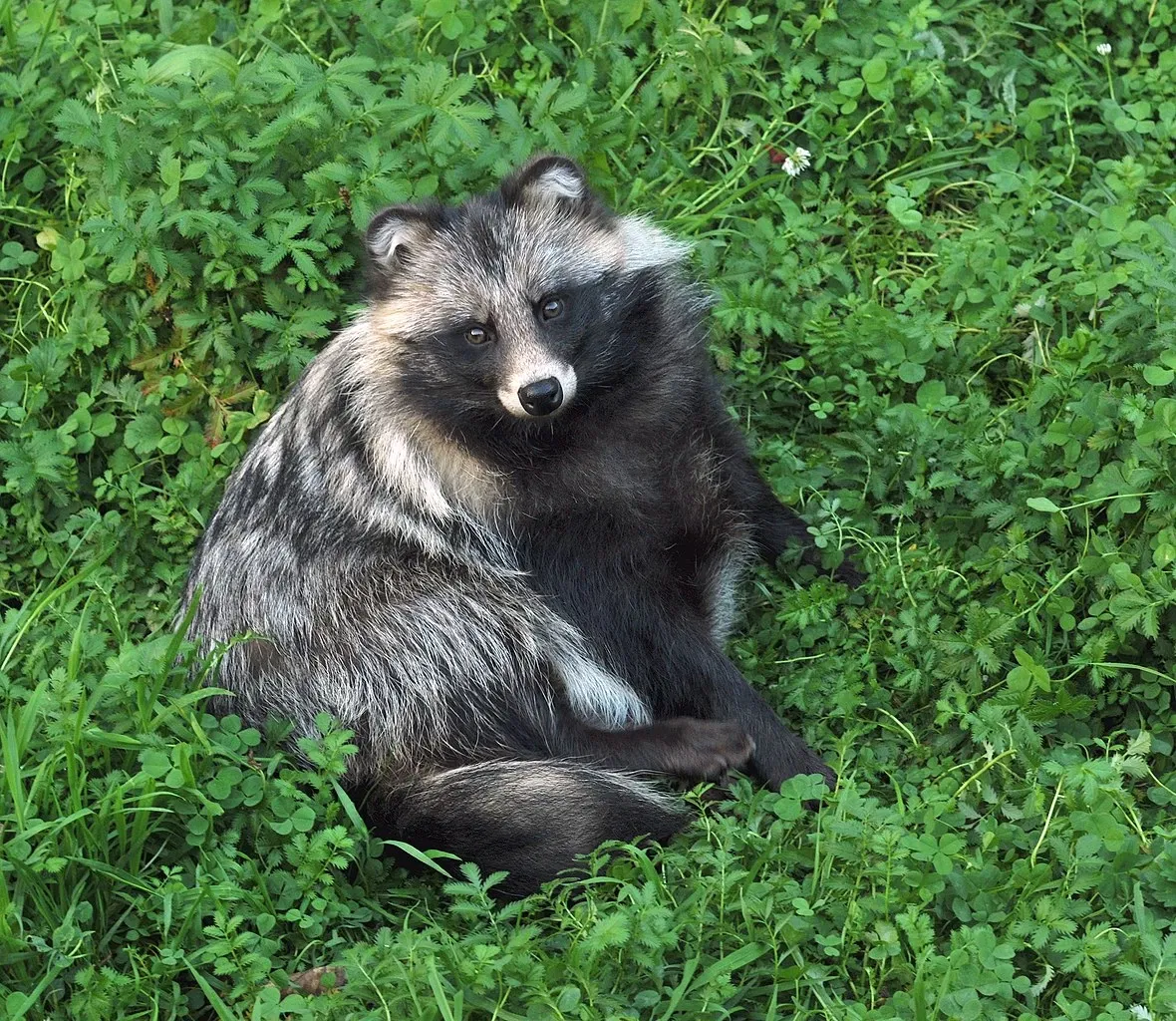 Springe Bison Reserve