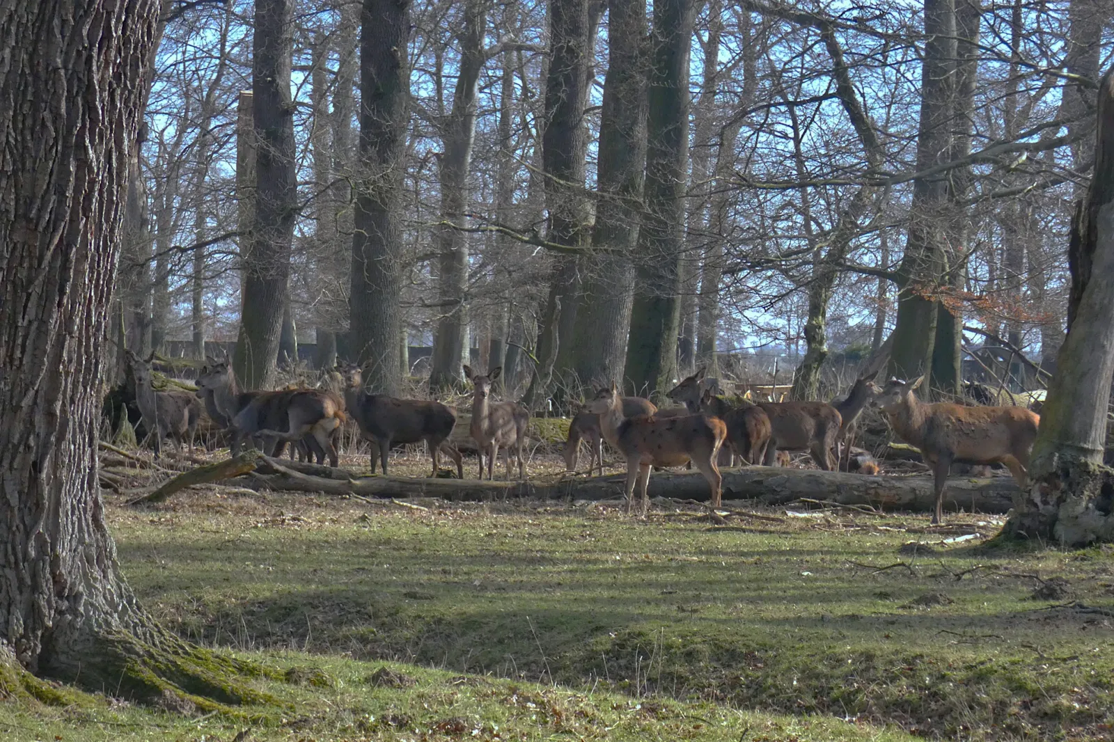 Springe Bison Reserve