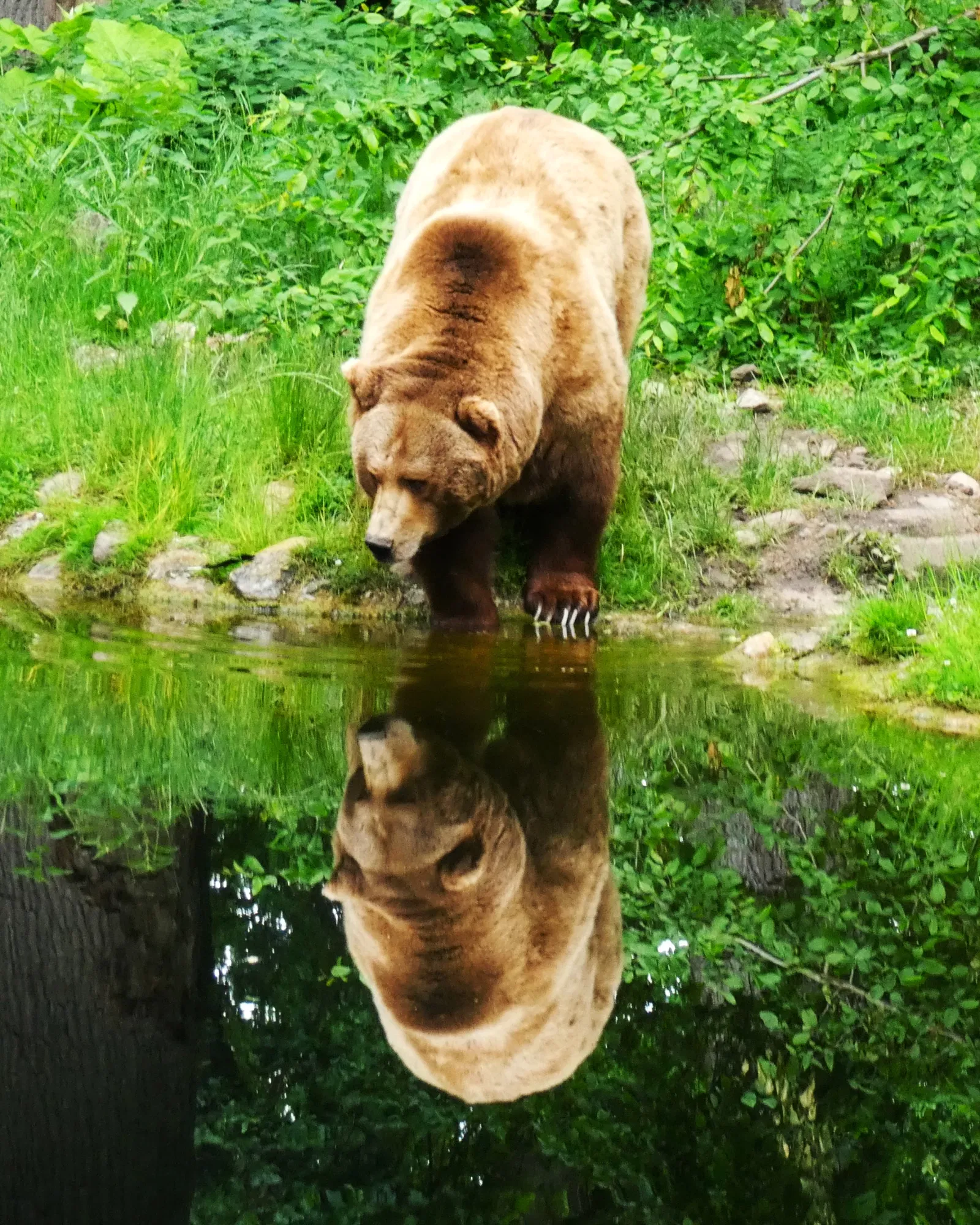 Springe Bison Reserve