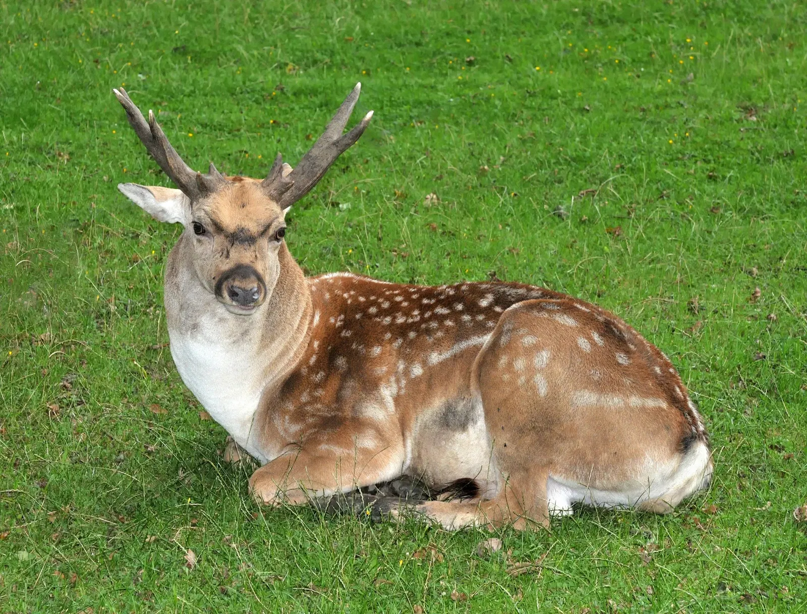 Springe Bison Reserve