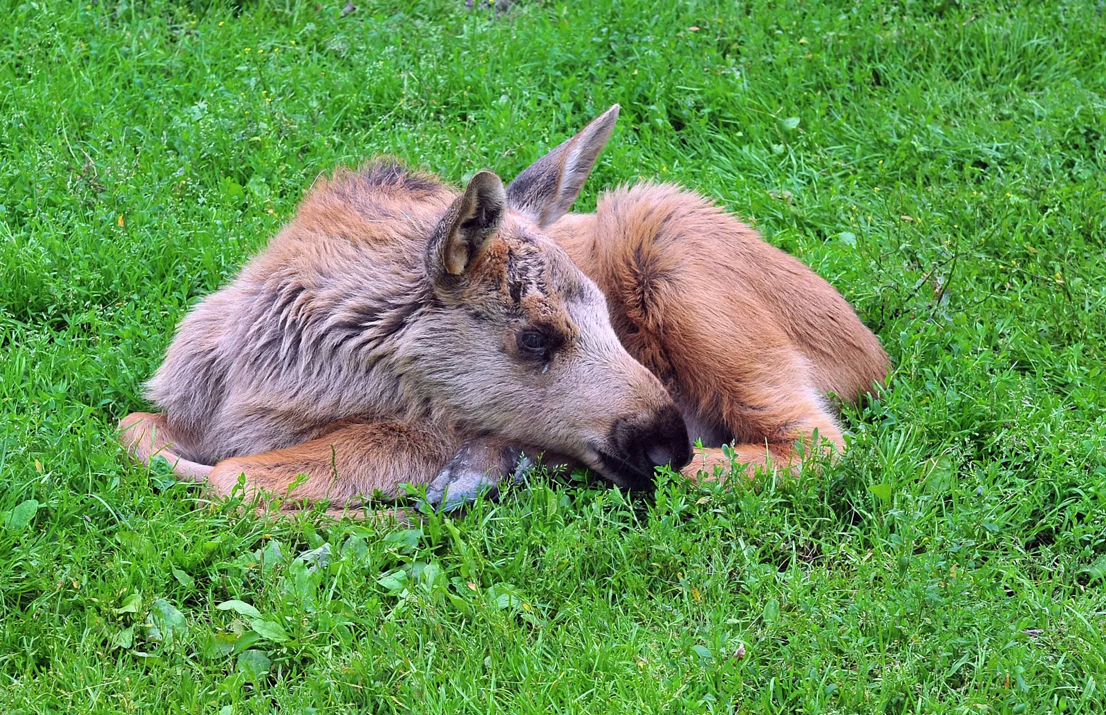 Wisentgehege Springe