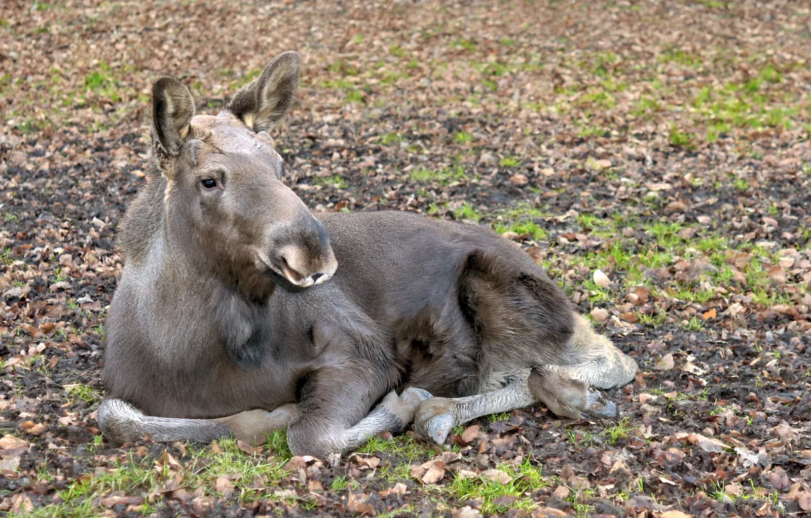 Springe Bison Reserve