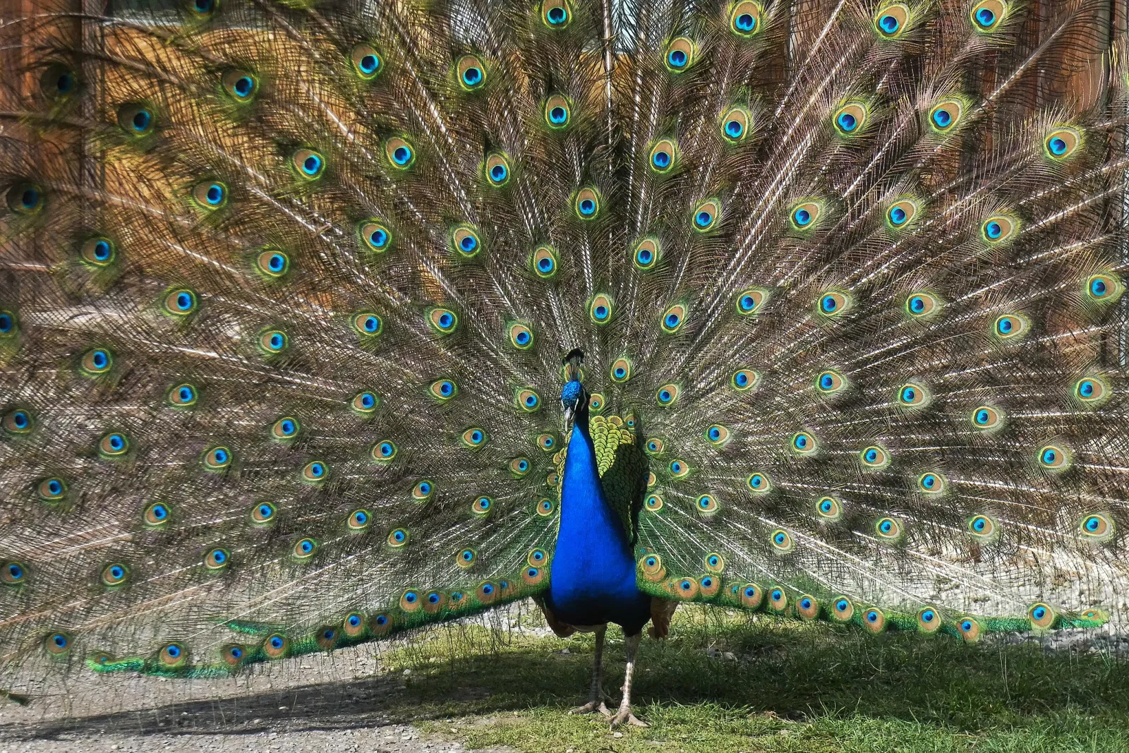 Wisentgehege Springe