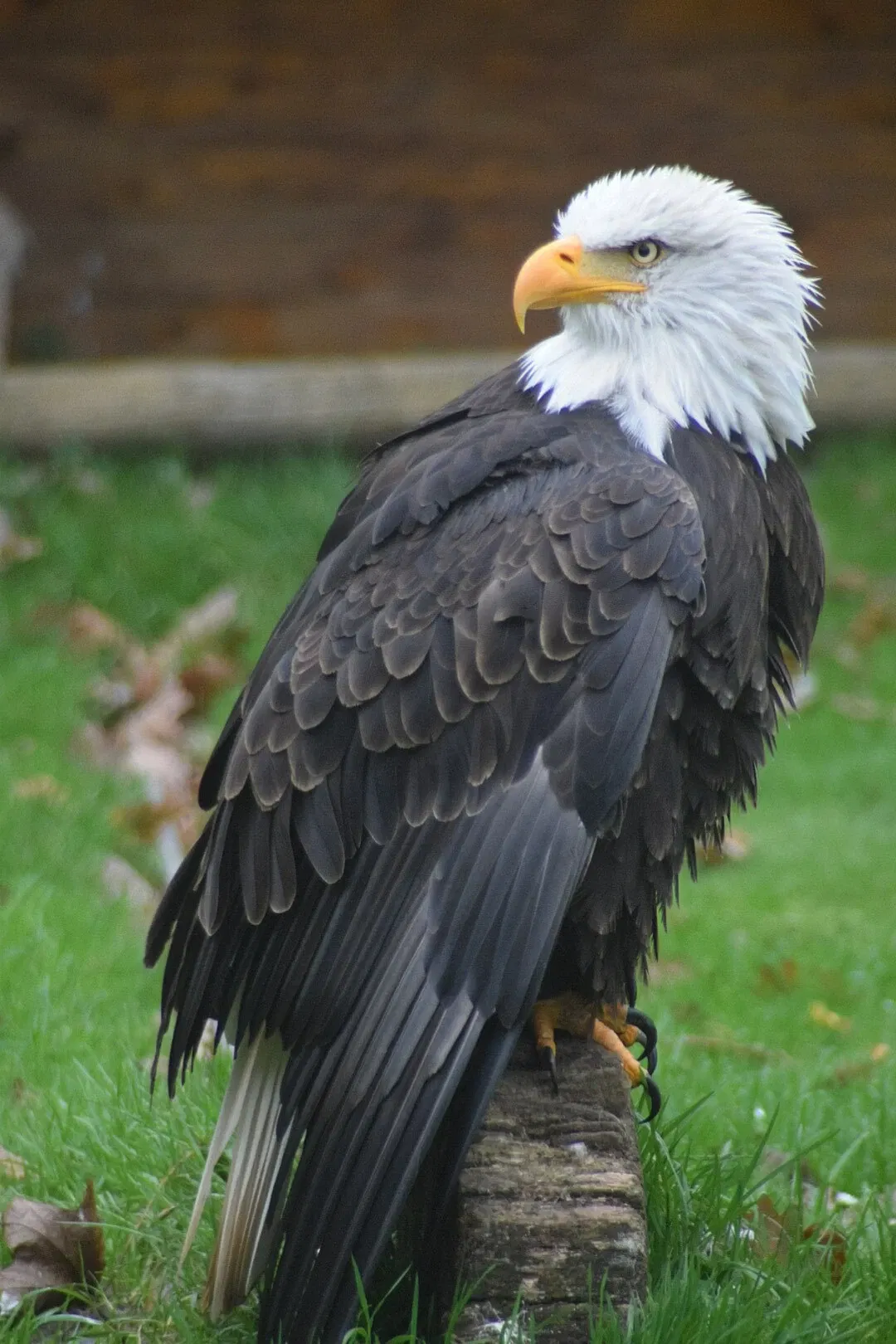 Springe Bison Reserve