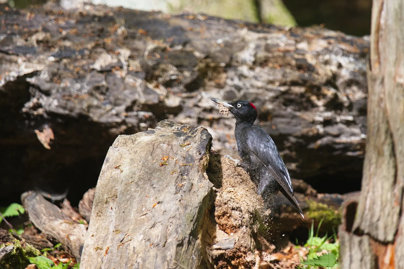 Springe Bison Reserve