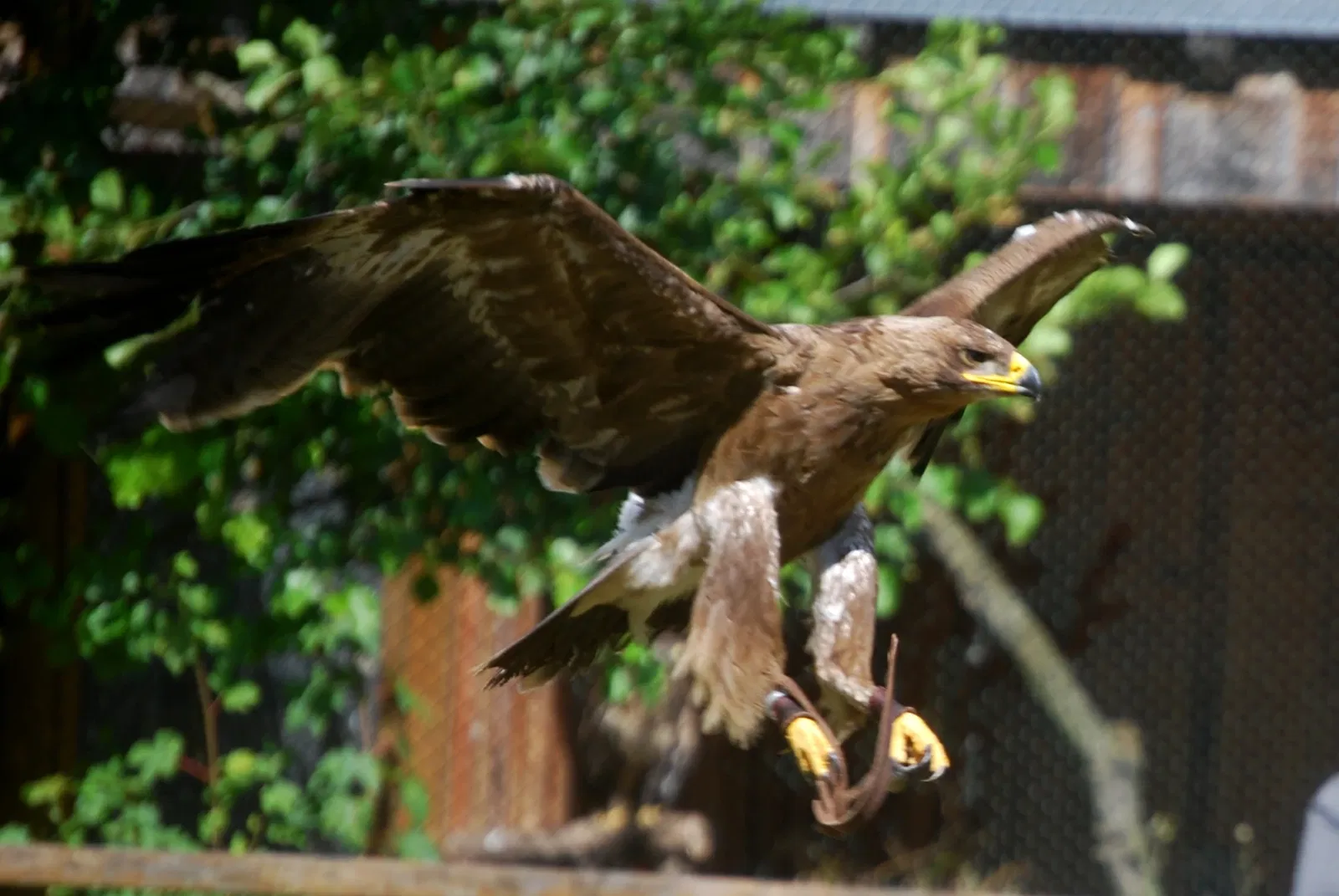 Springe Bison Reserve
