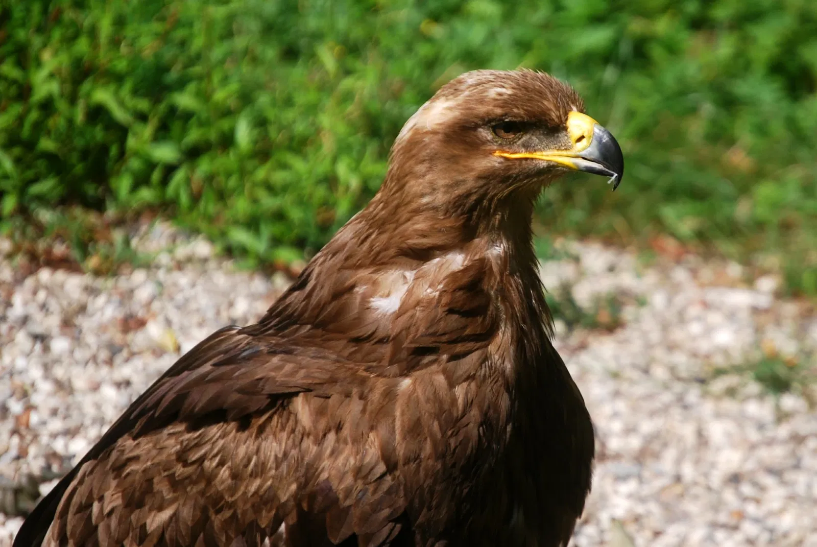 Wisentgehege Springe