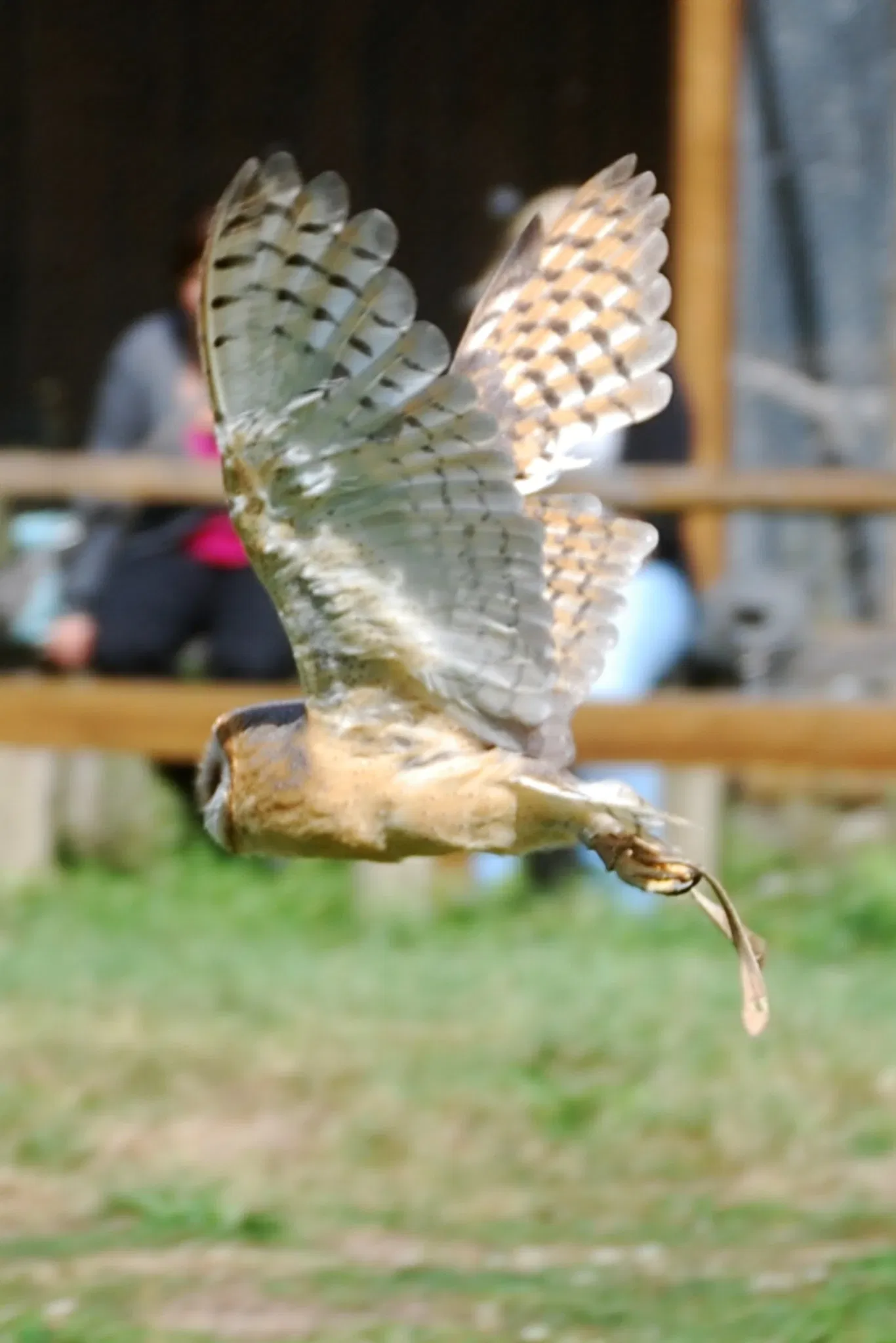 Wisentgehege Springe