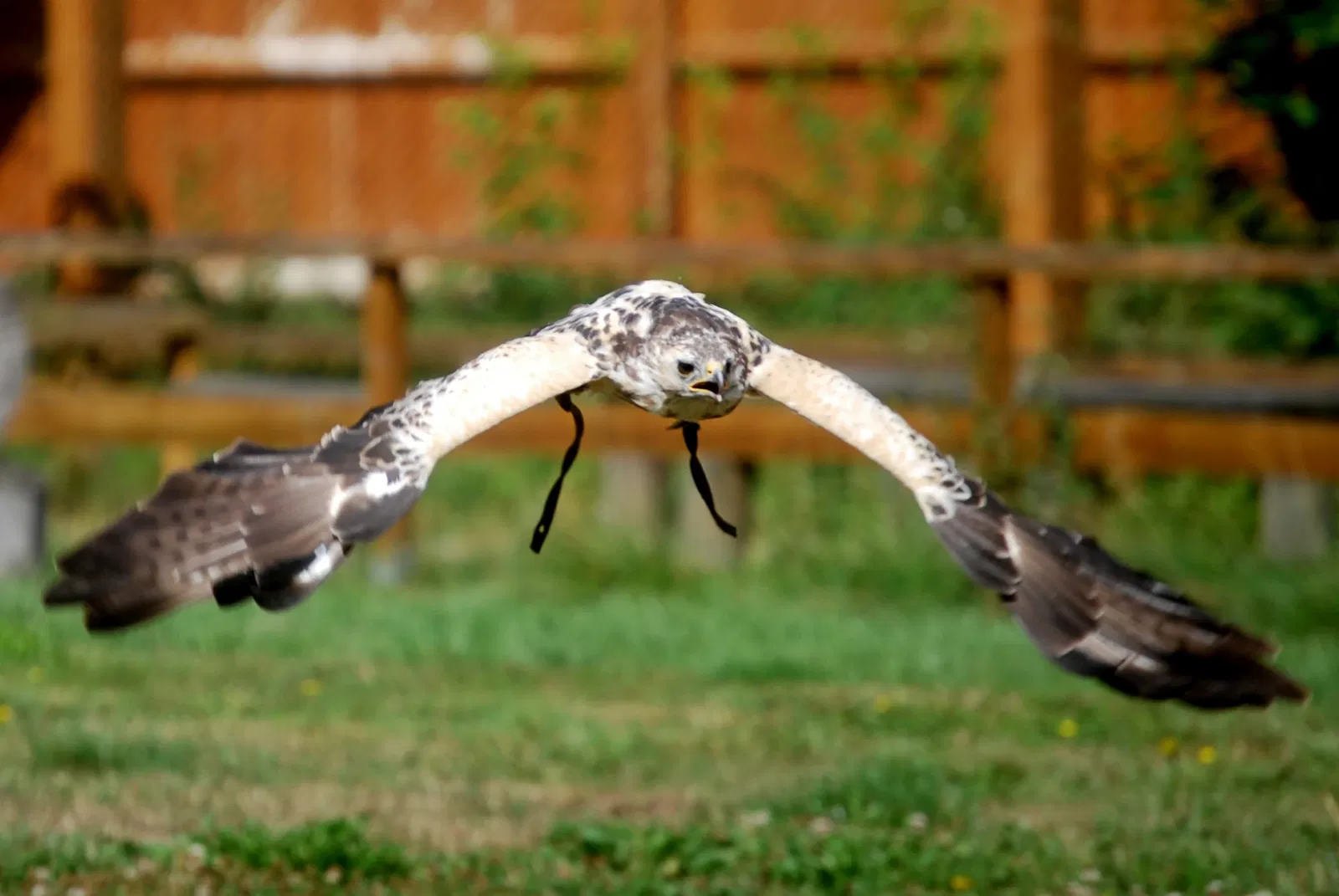 Springe Bison Reserve