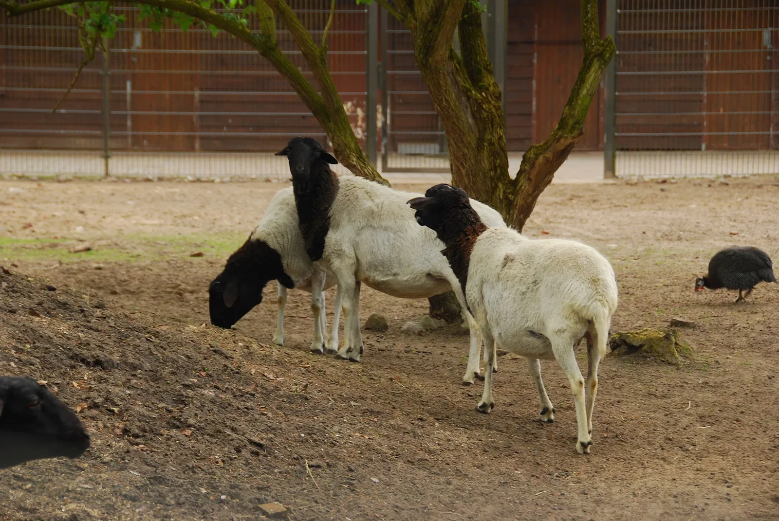 Tierpark Ueckermünde